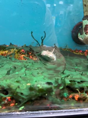 Dead fish with mold in tank