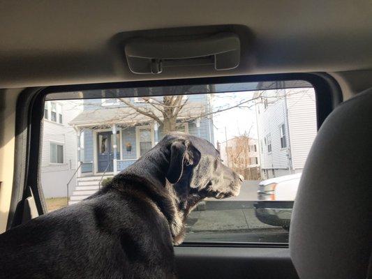 My dog and his favorite window