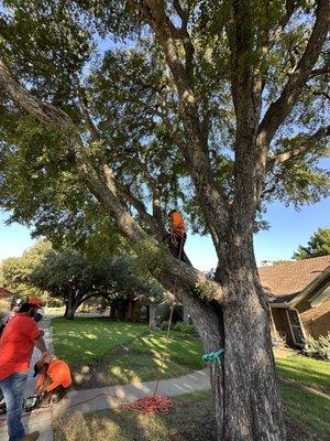 Diseased tree removal.