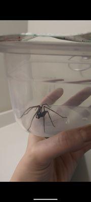 Giant house spider that I found in the tub. Found another one in the tub the very next day.