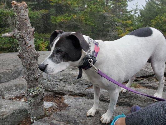 Charlotte's first hike! (with 3 other dogs and ~10 new people)