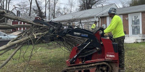 Hazardous tree removal is important for the health of the tree and the safety of you and your property.