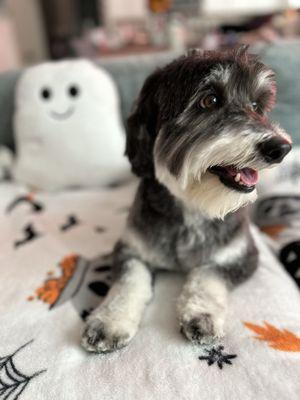 Freshly groomed happy boy