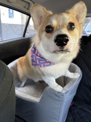 Our corgi Bento, after a grooming session with Leading the Pack (including a cute bandanna!)