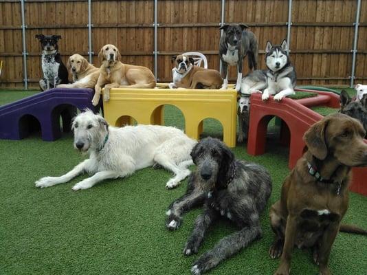 Big Dog Yard!