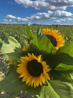 Sunflowers !