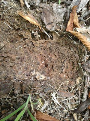 Eastern Subterranean Termites found during a routine termite inspection.