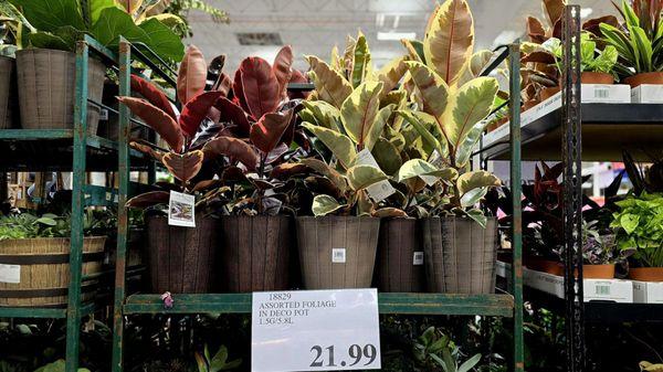 must... have... rubber plant