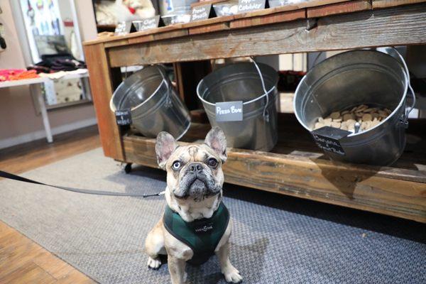 Dog treat bar!