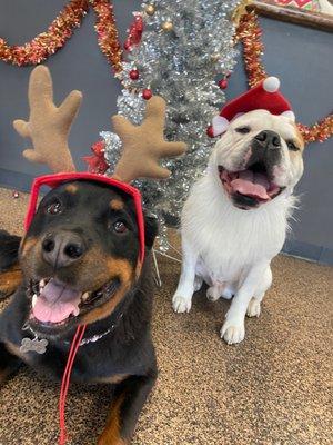 My two dogs Sasha and Biggie having some holiday fun with their D Pet Scottsdale family