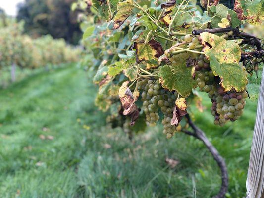 The grapes during October