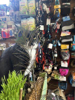 Store cat