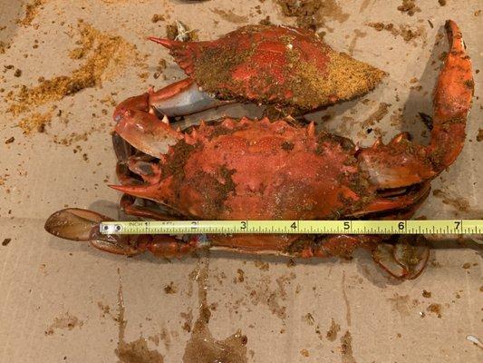 This is supposedly XL crabs