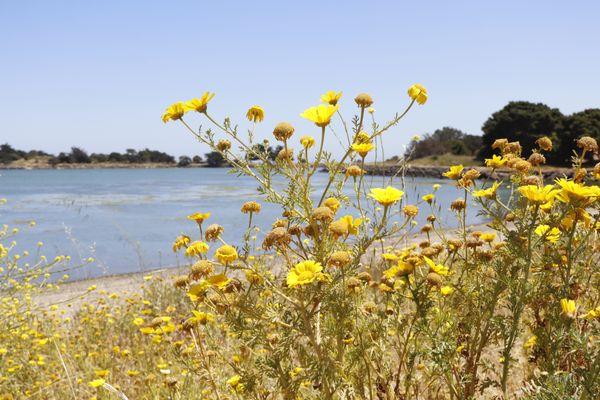 Candlestick Point State Recreation Area