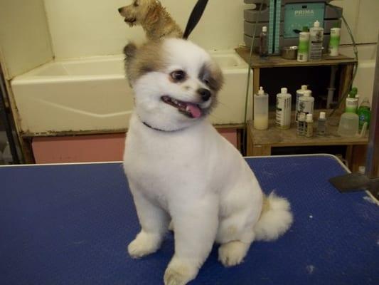 Boo has nothing on this adorable little Pomeranian.