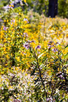 wildflowers