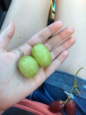 Check out the size of deez grapes!