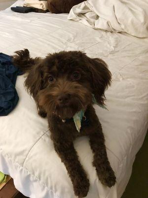 Before and after his Groom . He looks adorable