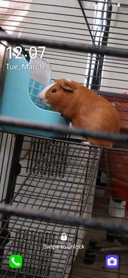 This Is Joey, (Guinea Pig) Our Latest Extended Family Member!