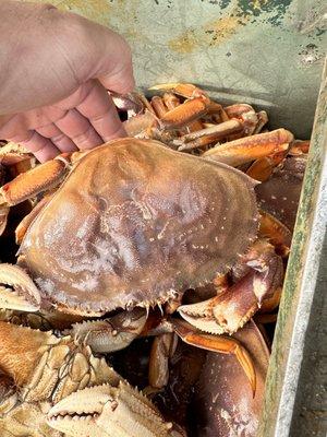 Dungeness crab - clean and very sweet