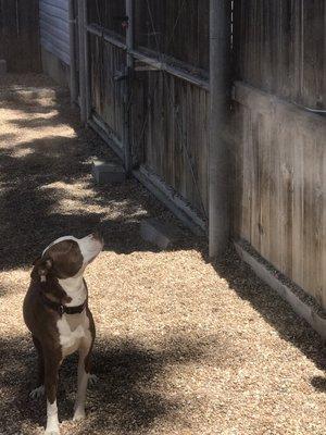 Dog misters to help keep the pups cool