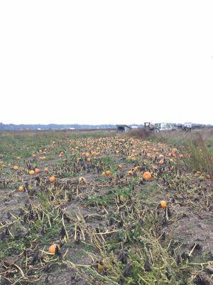 Large patch of smaller pumpkins