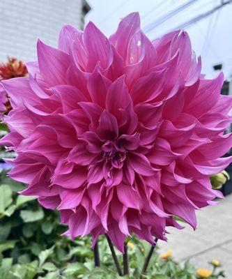 Giant Pink Dahlia 7/26/24