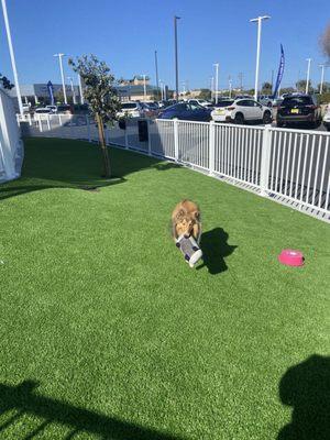 Wonderful dog play area too!! Here's my dog enjoying the Subaru dog park