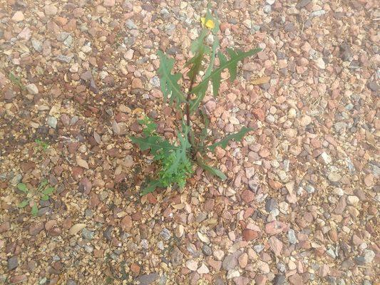 Pet weed that has had a long life span