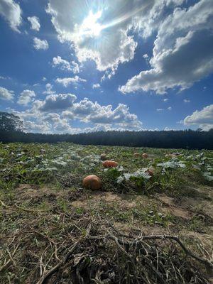 Pumpkin patch