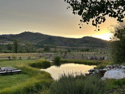 The pond adjacent to the three hot tubs looking towards the pasture.