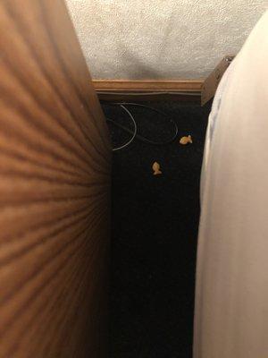 Goldfish found next to bed