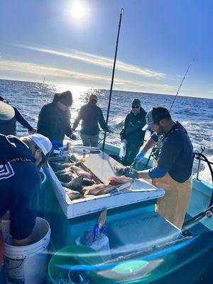 Filleting the catch.  Dana is top notch