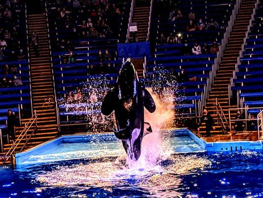 Orca Encounter