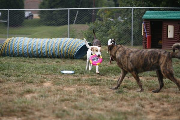 Doggie Day Care