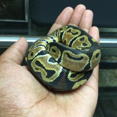 This is where I saw a beautiful ball python  I'm planning on getting it hope I do!!!!!