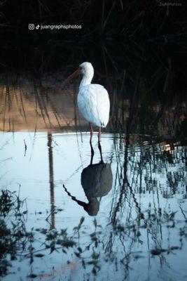 Harris County Deputy Darren Goforth Park on Horsepen Creeks wildlife.