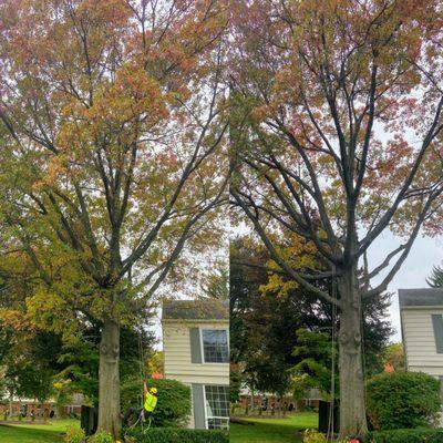 Pruning is essential for the natural healthy growth growth of urban trees.