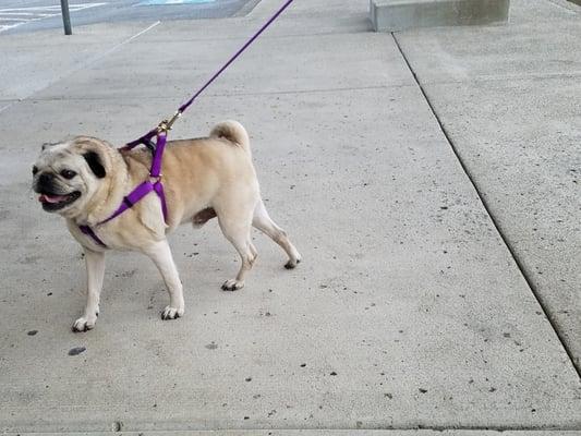 Jasper in an easy to step into harness and longer leash