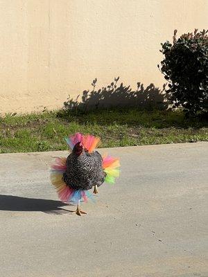 Betty in a tutu