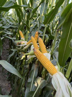 2024 Corn Plot