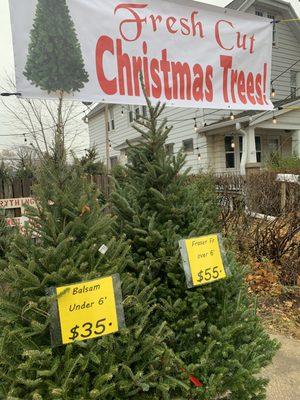 We source our trees from Granpa Vern who had a tree lot in Milwaukee for over 40 years!