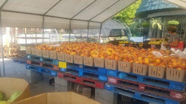 Golden Apples and Golden softball size Peaches!! Relocated to the corner of Ashland Ave and East Main Street, LEXINGTON KY.