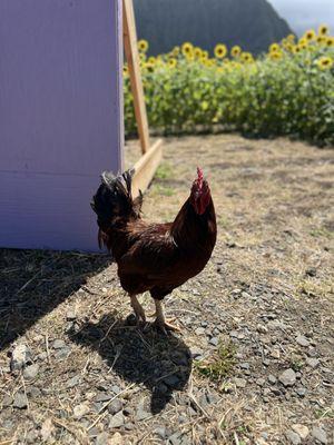 Rooster that free roams the property