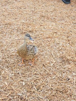 Duck that would allow you to get real close