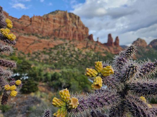 Desert Fauna