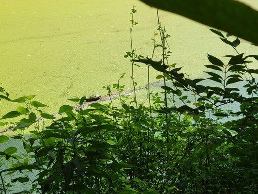 Turtle in pond