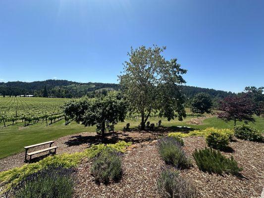 Paradis Vineyards