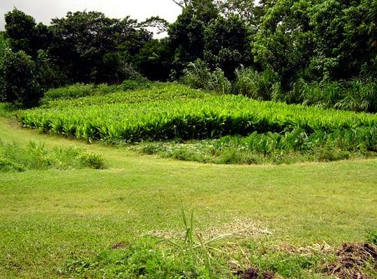 Healthful field of roots.