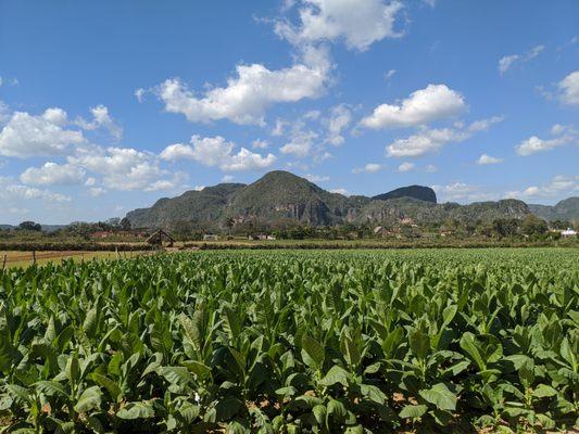 Cigar farm - beautiful views!